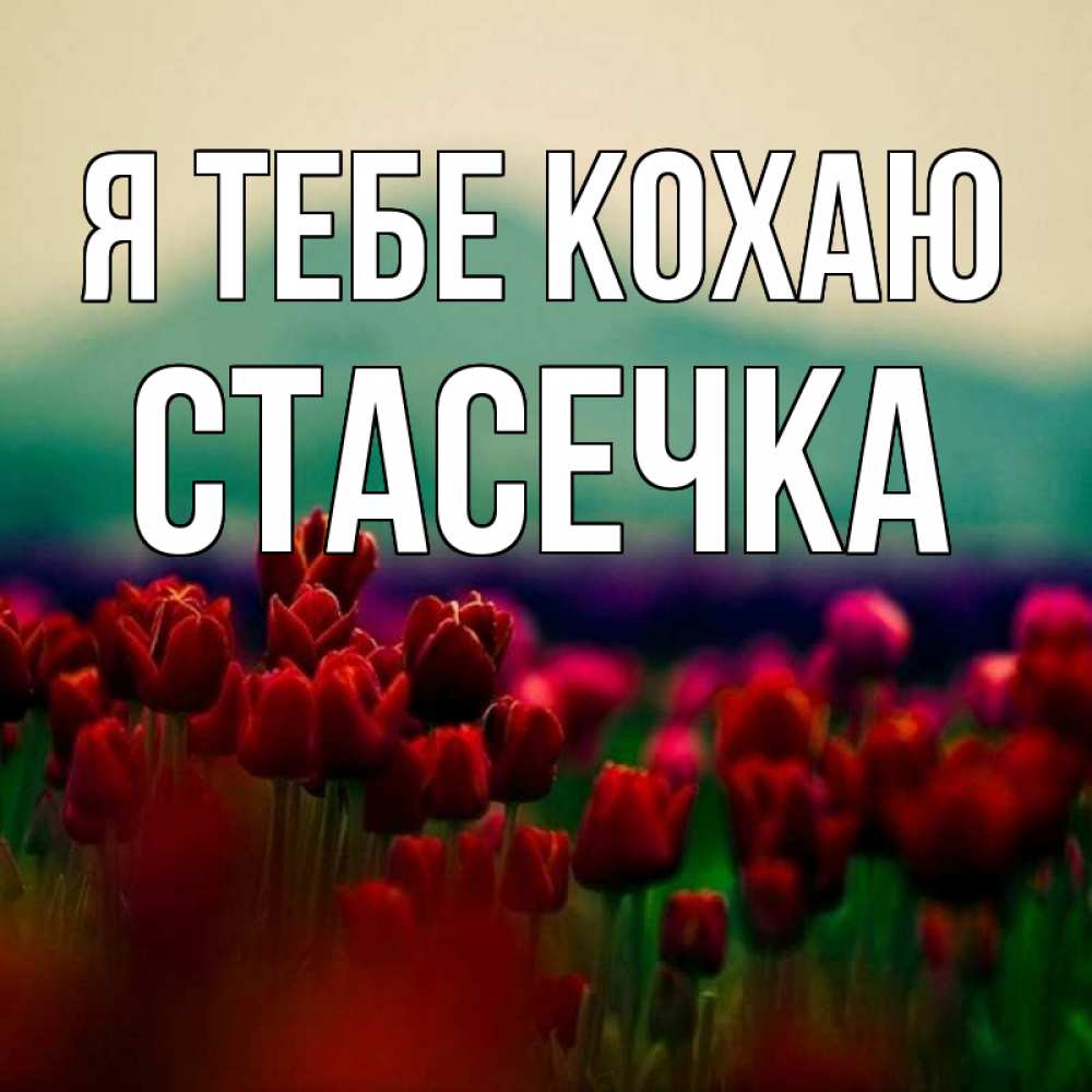 Открытка на каждый день з підписом, Стасечка Я тебе кохаю тюльпаны 4 Прикольна листівка з побажанням онлайн скачати безкоштовно 