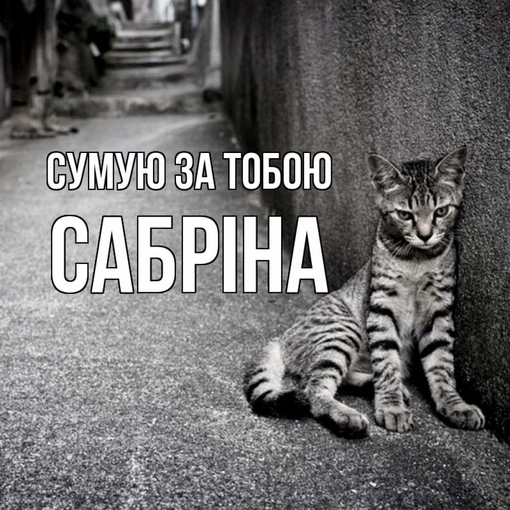 Открытка на каждый день з підписом, Сабріна Сумую за тобою одиноко котику Прикольна листівка з побажанням онлайн скачати безкоштовно 