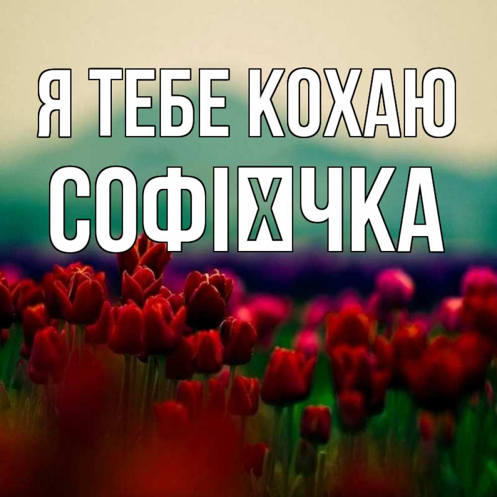 Открытка на каждый день з підписом, Софієчка Я тебе кохаю тюльпаны 4 Прикольна листівка з побажанням онлайн скачати безкоштовно 
