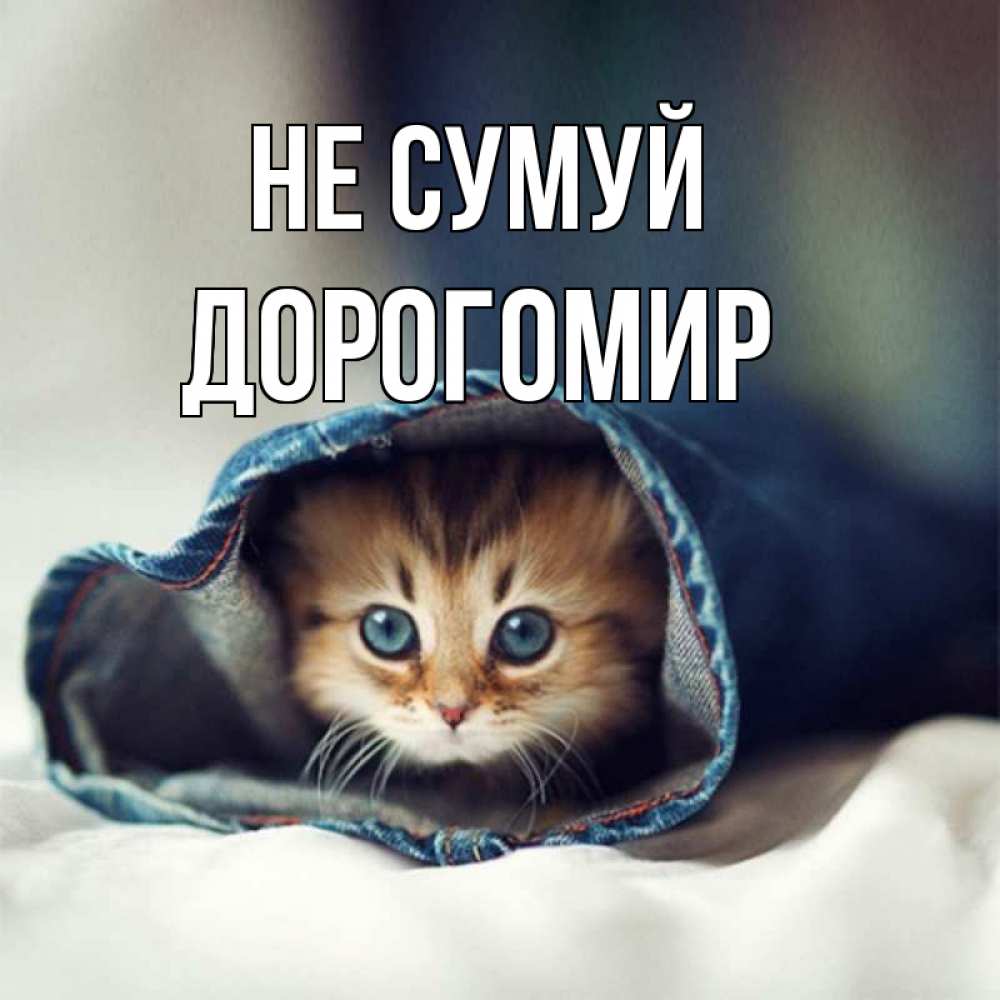 Открытка на каждый день з підписом, Дорогомир Не сумуй рыжик котик Прикольна листівка з побажанням онлайн скачати безкоштовно 