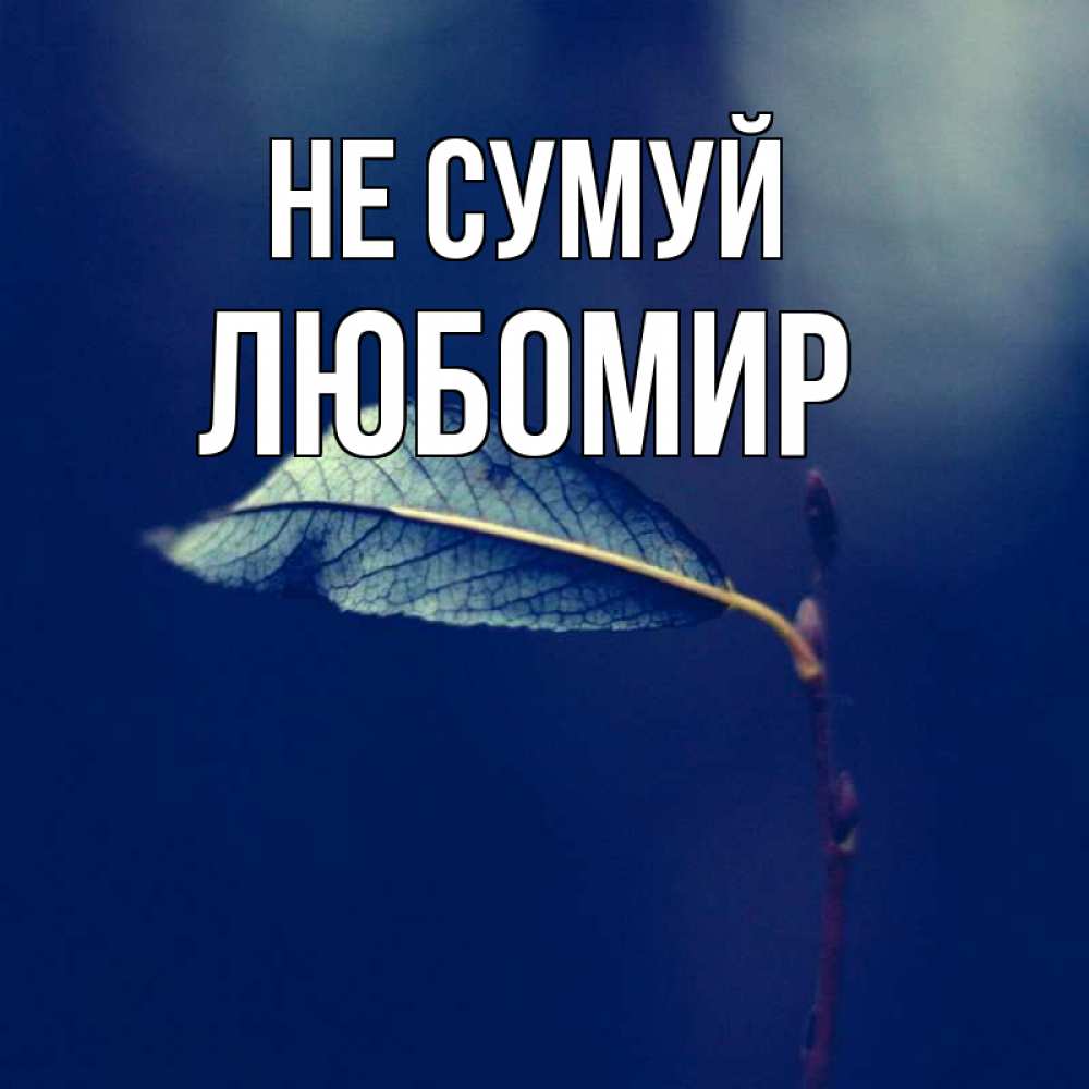 Открытка на каждый день з підписом, Любомир Не сумуй растение Прикольна листівка з побажанням онлайн скачати безкоштовно 