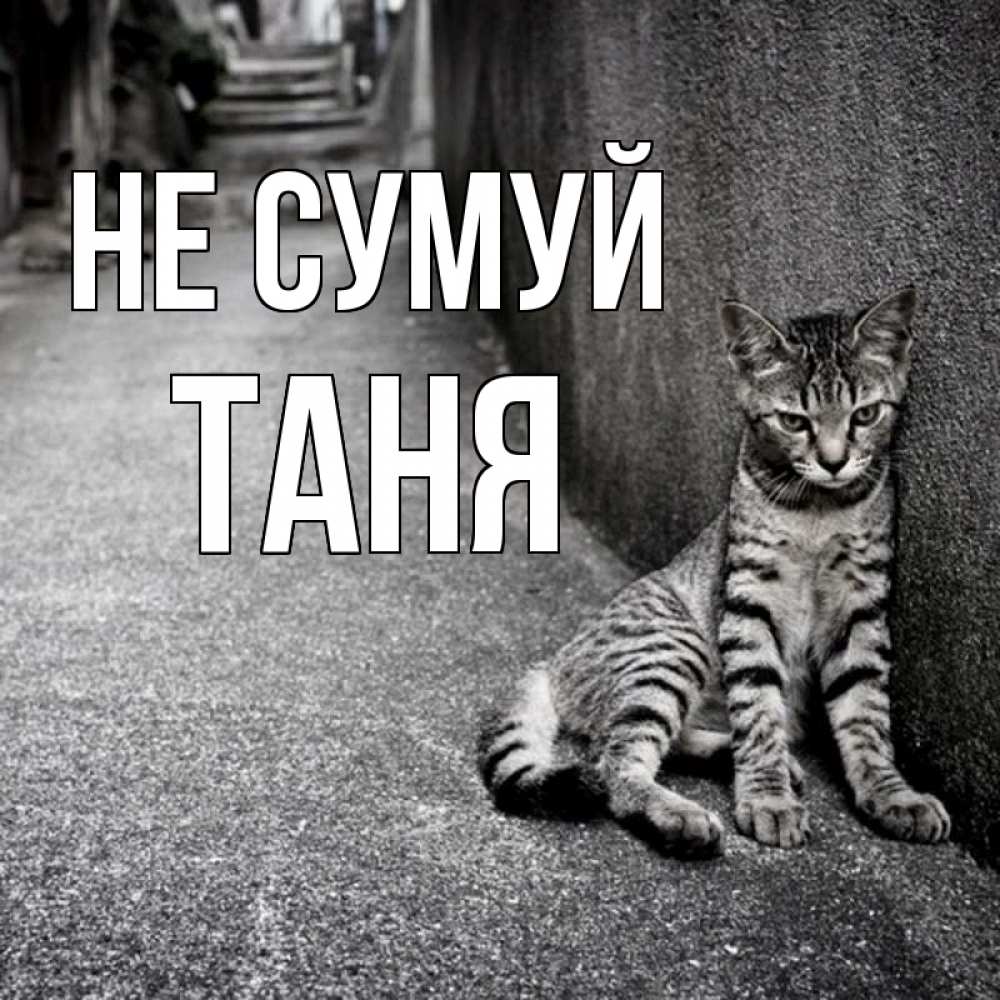 Открытка на каждый день з підписом, Таня Не сумуй скучающий котик Прикольна листівка з побажанням онлайн скачати безкоштовно 