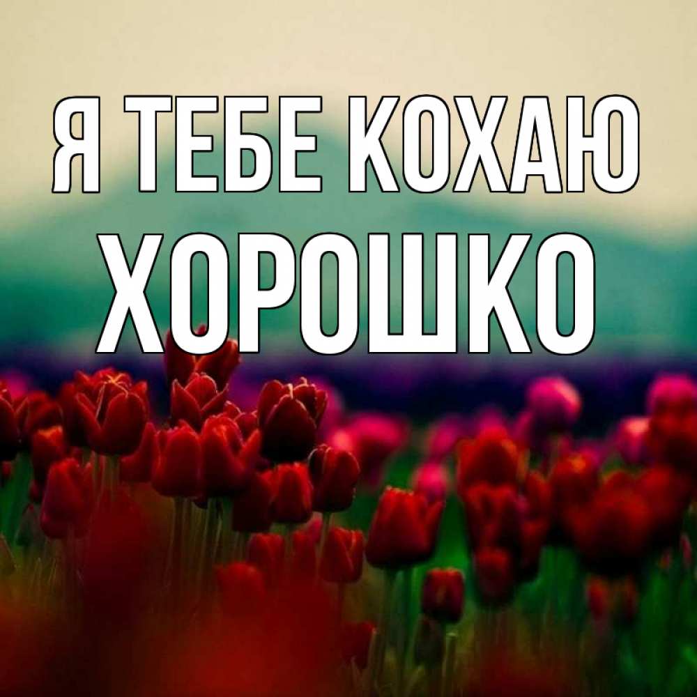 Открытка на каждый день з підписом, Хорошко Я тебе кохаю тюльпаны 4 Прикольна листівка з побажанням онлайн скачати безкоштовно 