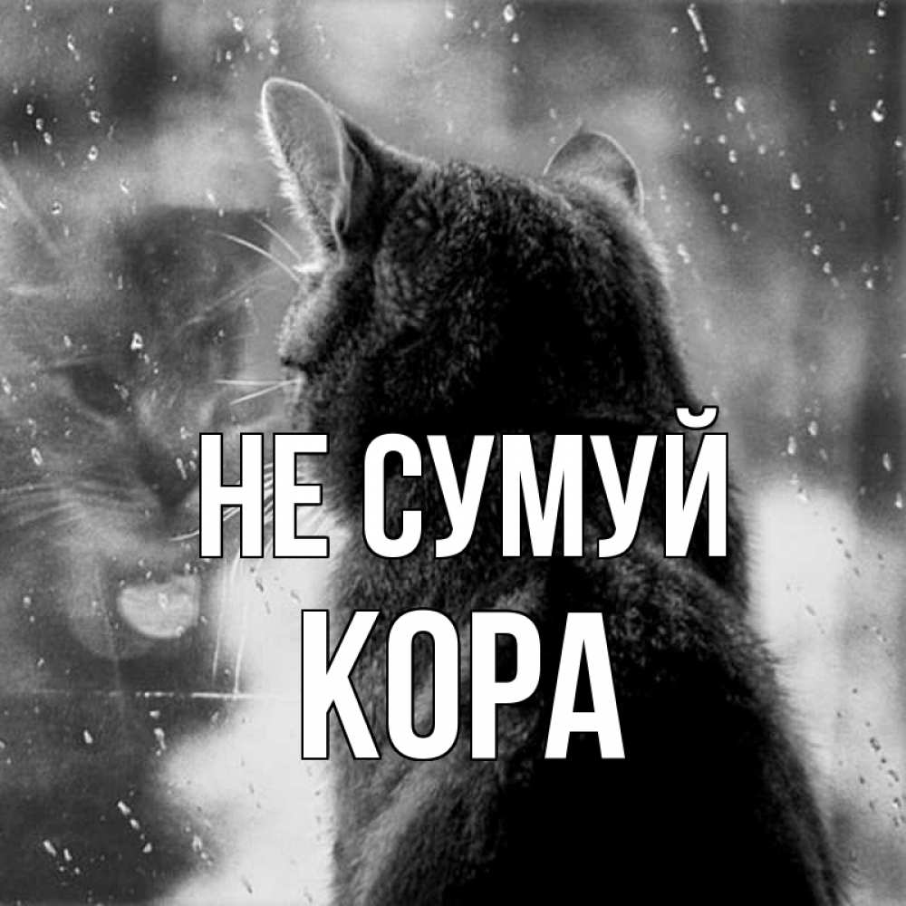 Открытка на каждый день з підписом, Кора Не сумуй отражение кота 1 Прикольна листівка з побажанням онлайн скачати безкоштовно 