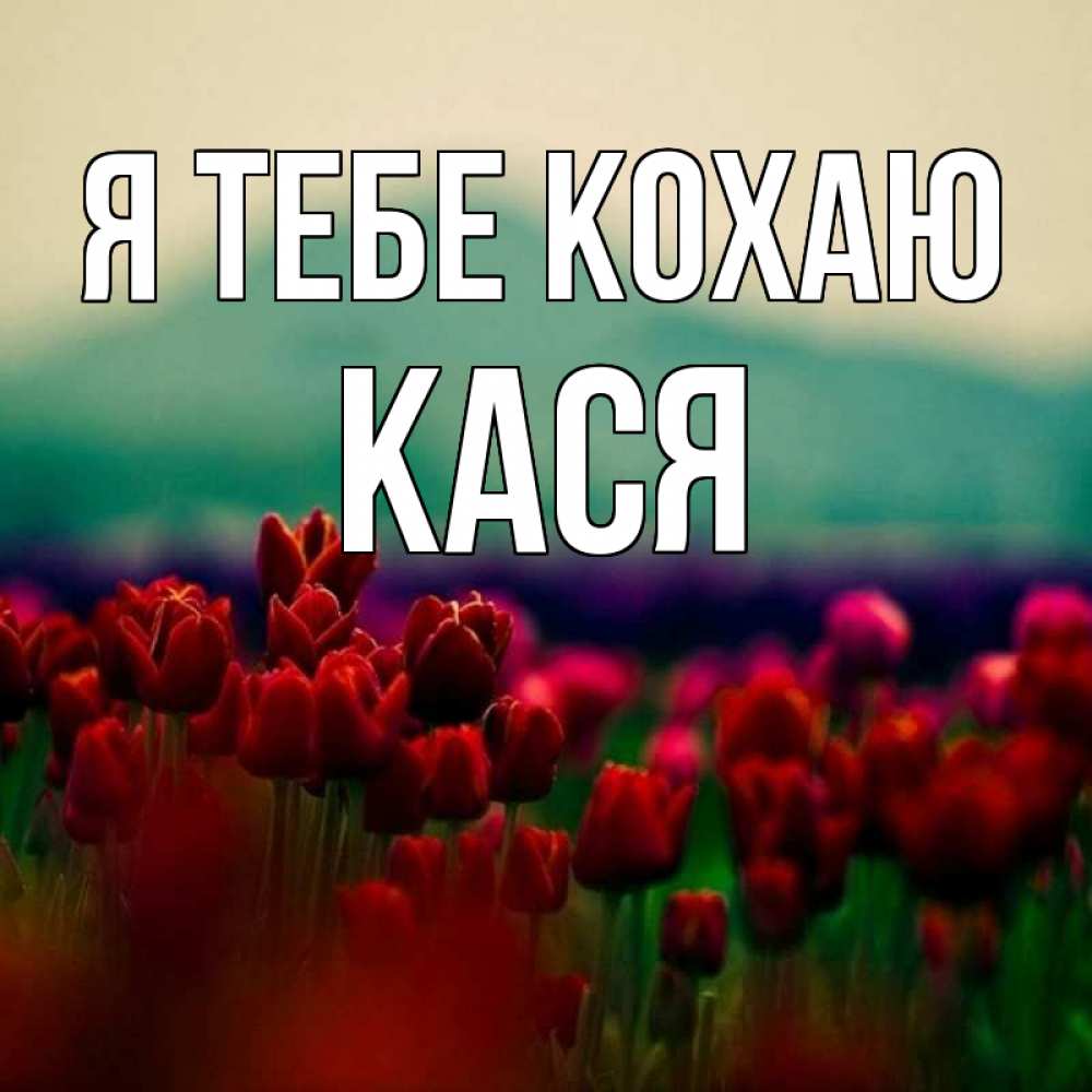 Открытка на каждый день з підписом, Кася Я тебе кохаю тюльпаны 4 Прикольна листівка з побажанням онлайн скачати безкоштовно 