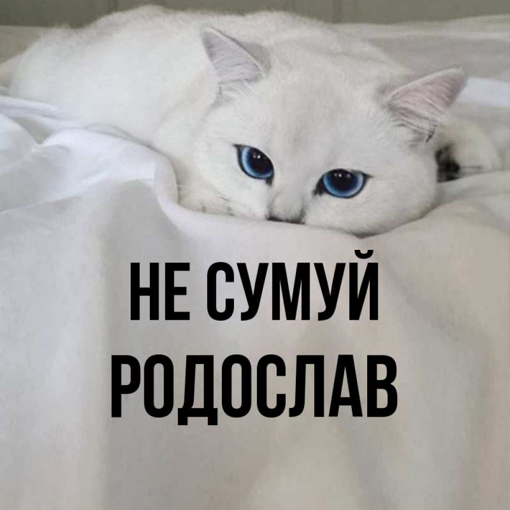 Открытка на каждый день з підписом, Родослав Не сумуй Голубоглазая кошка Прикольна листівка з побажанням онлайн скачати безкоштовно 