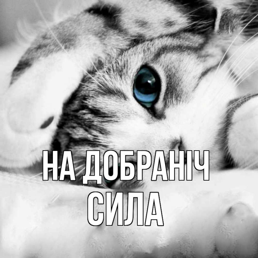 Открытка на каждый день з підписом, Сила На добраніч кот устал Прикольна листівка з побажанням онлайн скачати безкоштовно 