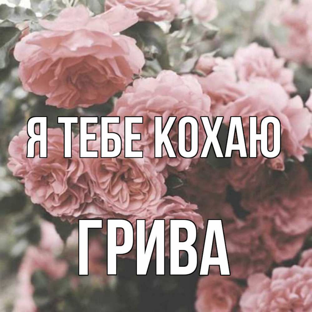 Открытка на каждый день з підписом, Грива Я тебе кохаю розы 3 Прикольна листівка з побажанням онлайн скачати безкоштовно 