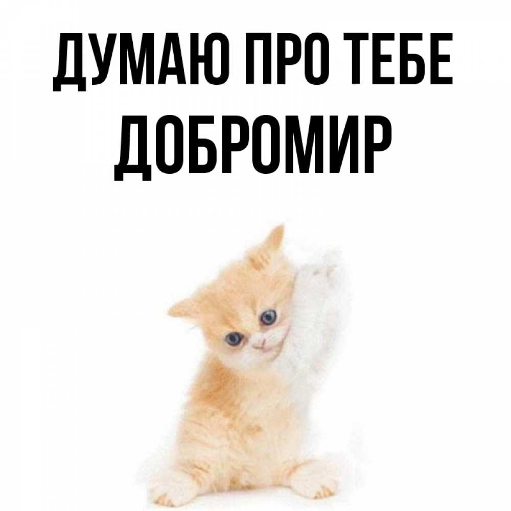 Открытка на каждый день з підписом, Добромир Думаю про тебе зверушки и милота Прикольна листівка з побажанням онлайн скачати безкоштовно 
