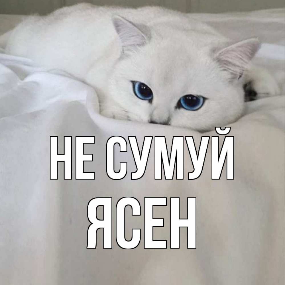 Открытка на каждый день з підписом, Ясен Не сумуй белый кот с голубыми глазами на белоснежной кровати Прикольна листівка з побажанням онлайн скачати безкоштовно 