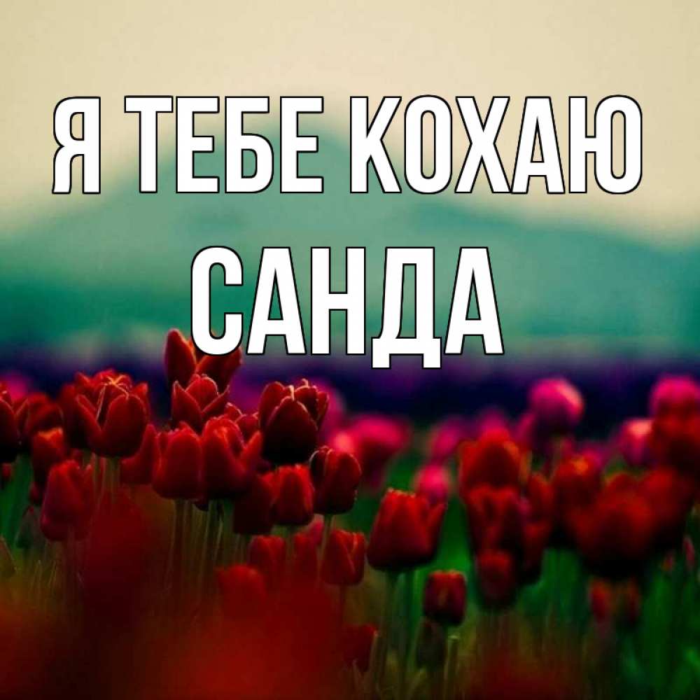 Открытка на каждый день з підписом, Санда Я тебе кохаю тюльпаны 4 Прикольна листівка з побажанням онлайн скачати безкоштовно 