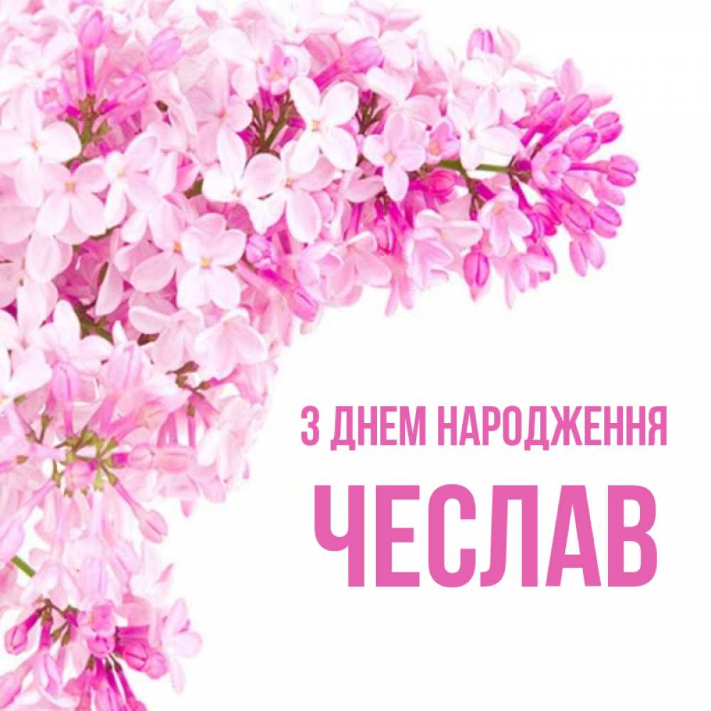 Открытка на каждый день з підписом, Чеслав З Днем народження Сирень на белом фоне Прикольна листівка з побажанням онлайн скачати безкоштовно 