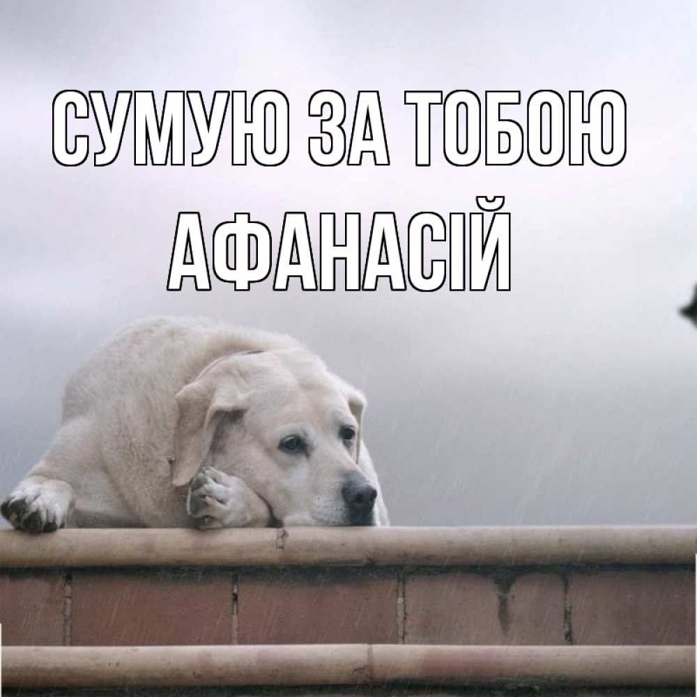 Открытка на каждый день з підписом, Афанасій Сумую за тобою ждет Прикольна листівка з побажанням онлайн скачати безкоштовно 