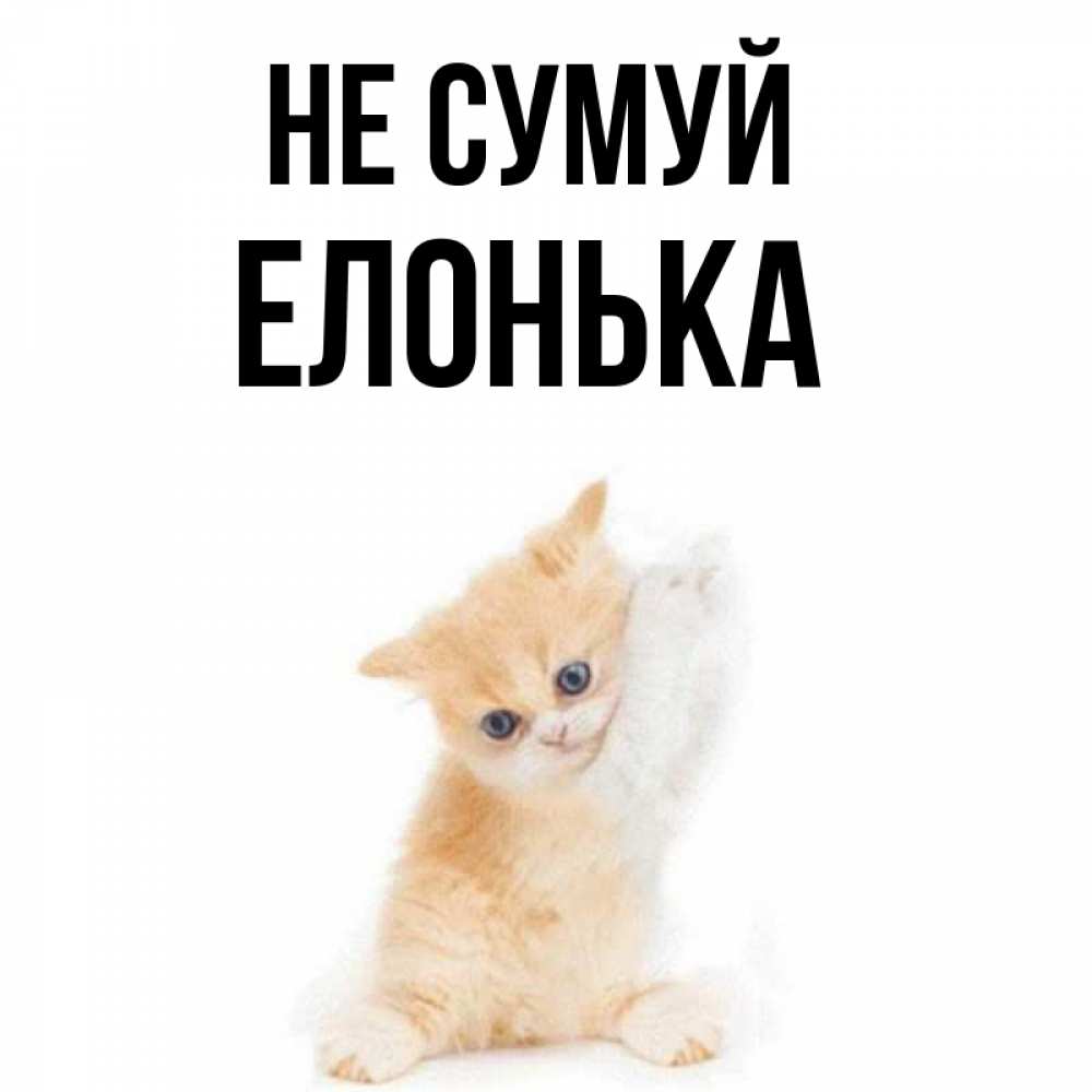 Открытка на каждый день з підписом, Елонька Не сумуй просящий кот Прикольна листівка з побажанням онлайн скачати безкоштовно 