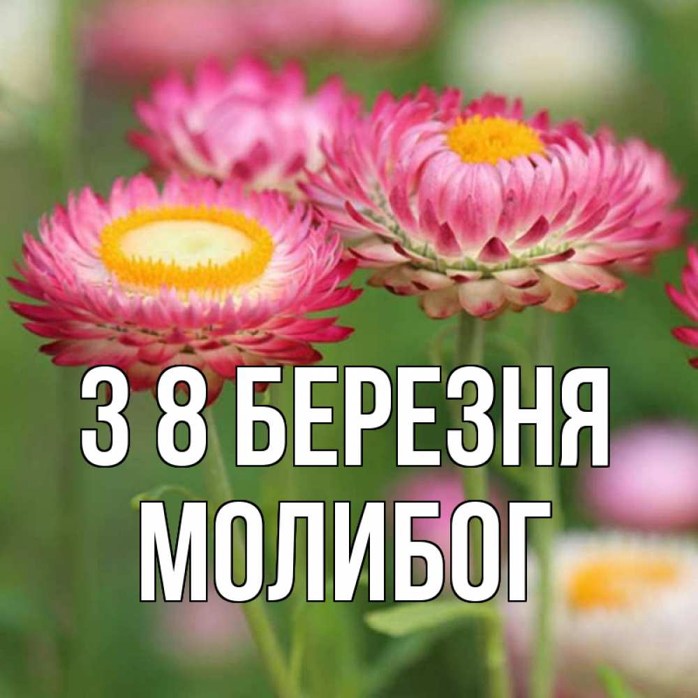 Открытка на каждый день з підписом, Молибог З 8 БЕРЕЗНЯ подарок на международный женский день Прикольна листівка з побажанням онлайн скачати безкоштовно 