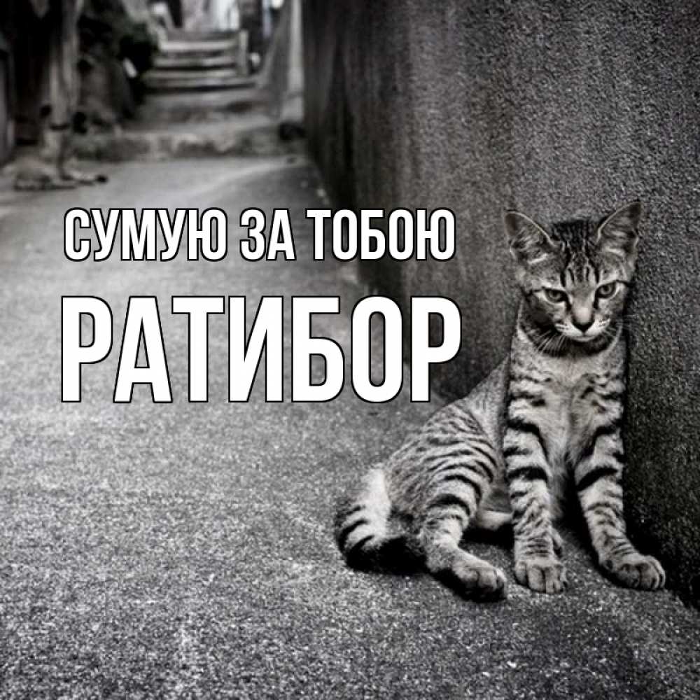 Открытка на каждый день з підписом, Ратибор Сумую за тобою одиноко котику Прикольна листівка з побажанням онлайн скачати безкоштовно 