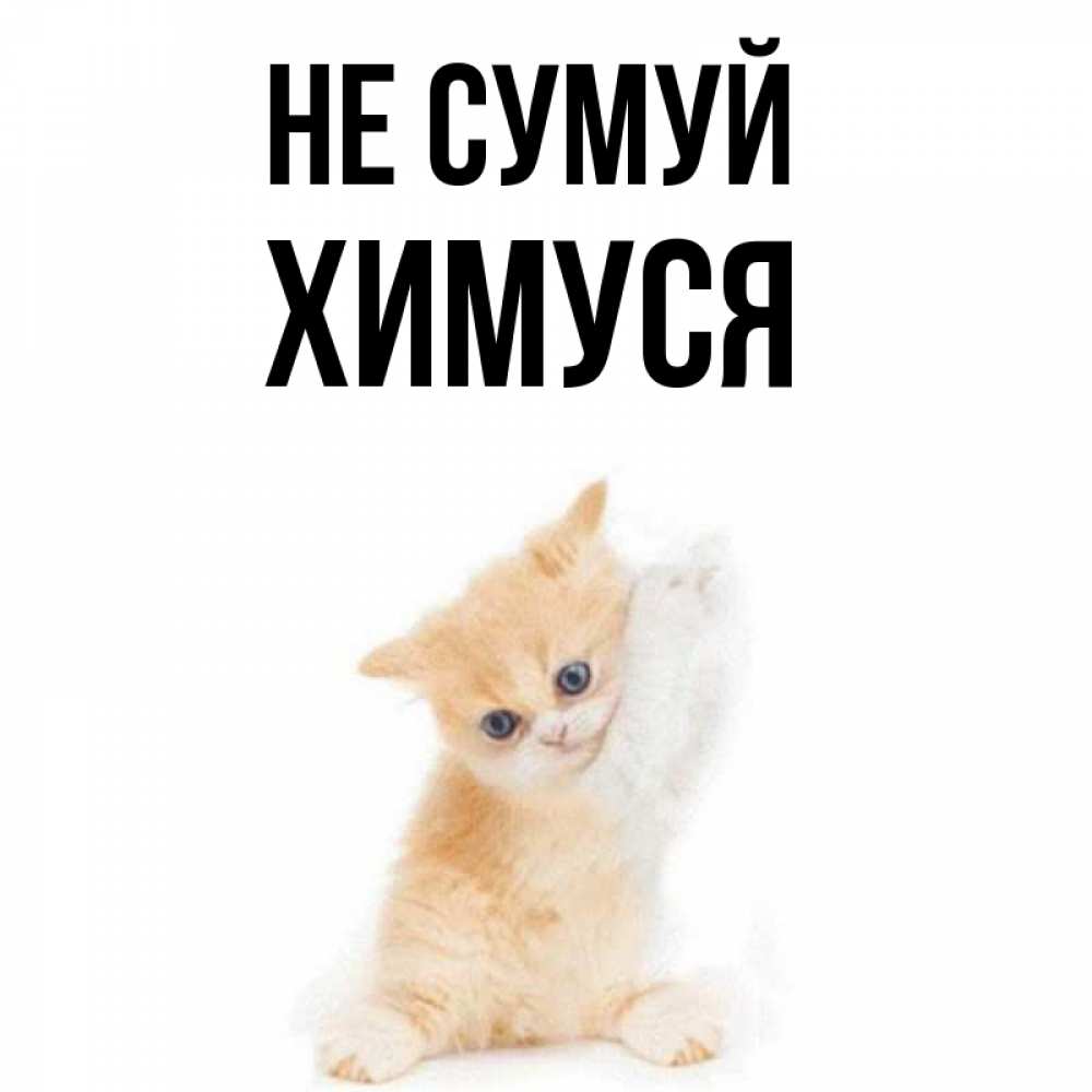 Открытка на каждый день з підписом, Химуся Не сумуй просящий кот Прикольна листівка з побажанням онлайн скачати безкоштовно 