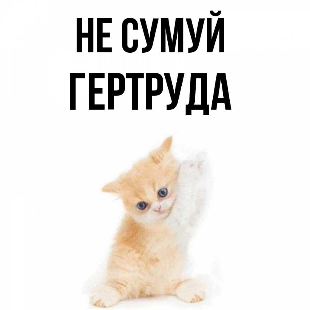 Открытка на каждый день з підписом, Гертруда Не сумуй просящий кот Прикольна листівка з побажанням онлайн скачати безкоштовно 