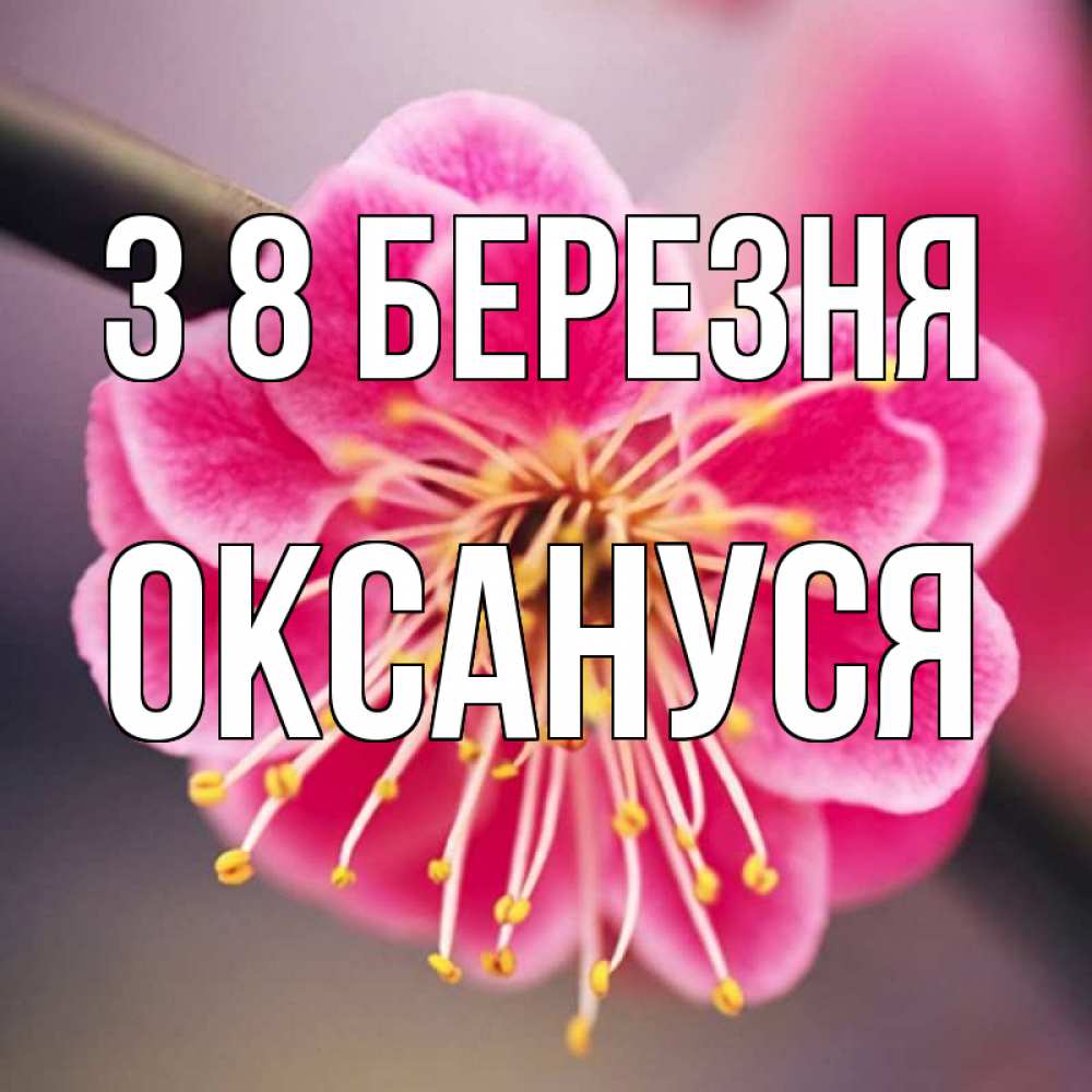 Открытка на каждый день з підписом, Оксануся З 8 БЕРЕЗНЯ цветы Прикольна листівка з побажанням онлайн скачати безкоштовно 