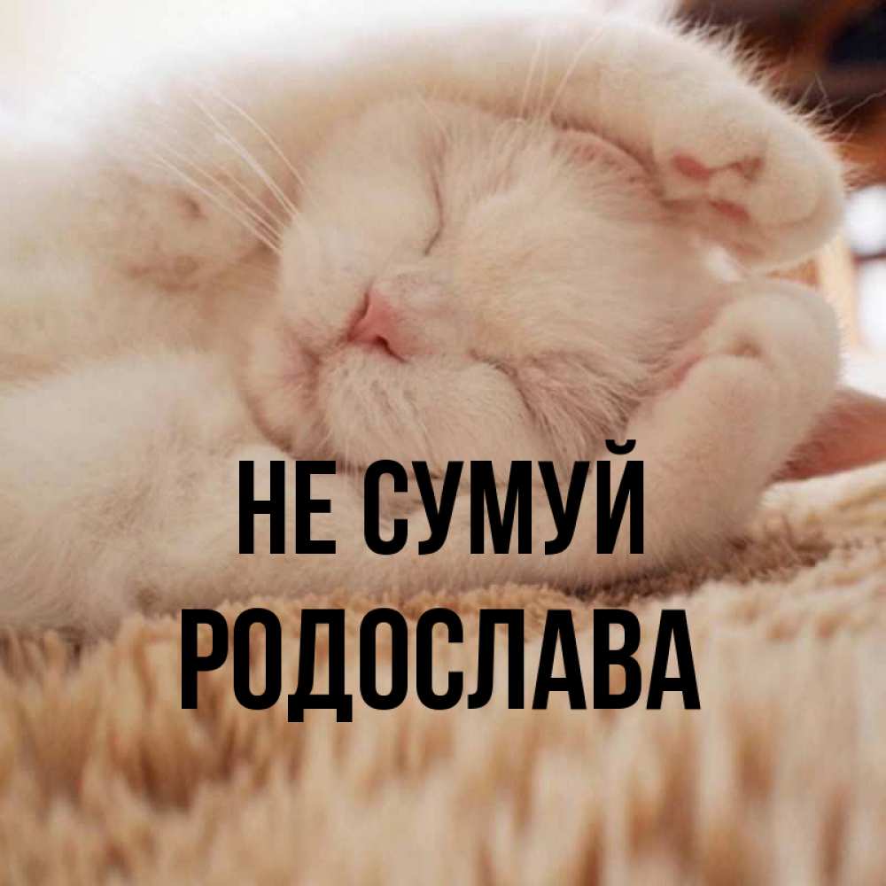 Открытка на каждый день з підписом, Родослава Не сумуй Котенок спит Прикольна листівка з побажанням онлайн скачати безкоштовно 
