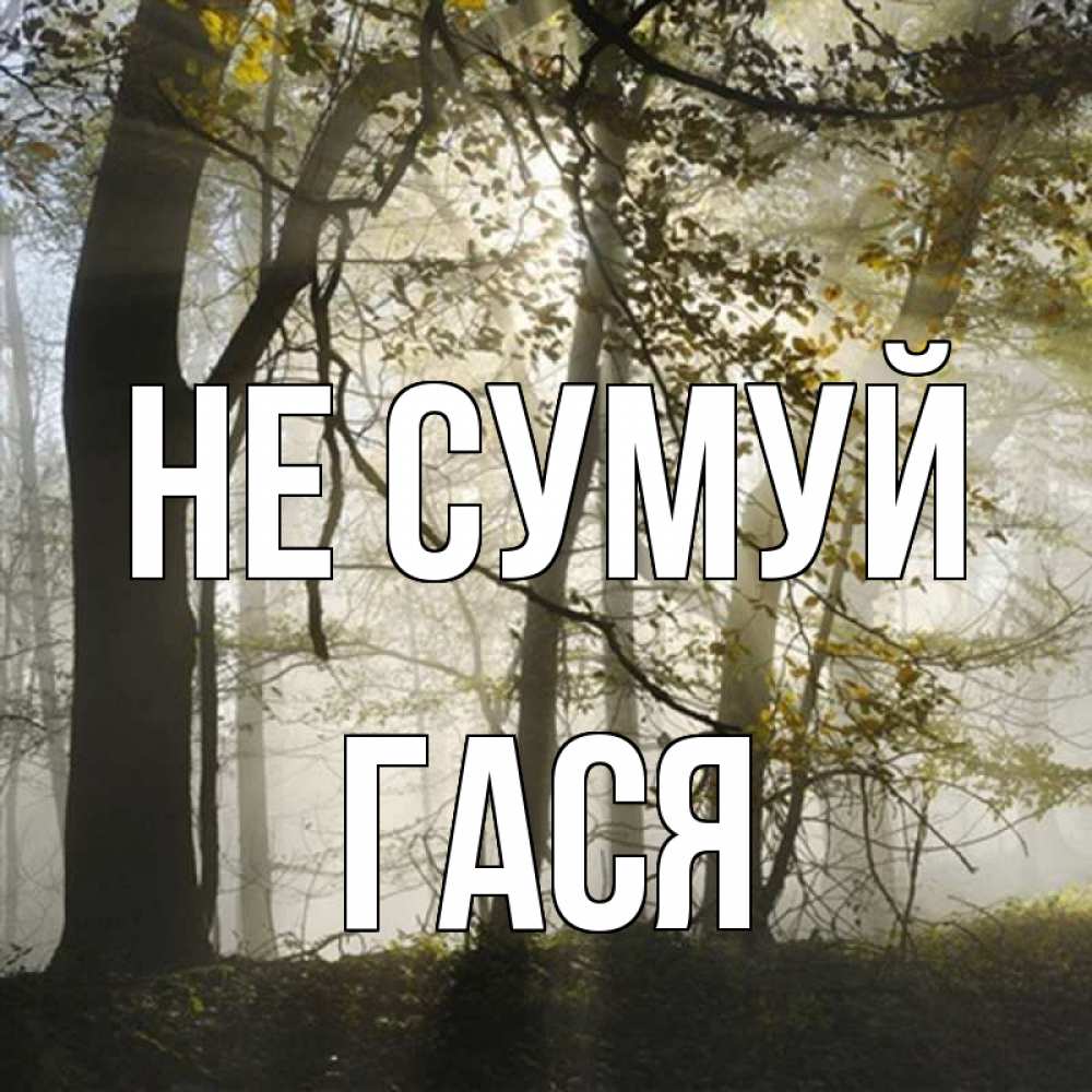 Открытка на каждый день з підписом, Гася Не сумуй лес и свет Прикольна листівка з побажанням онлайн скачати безкоштовно 