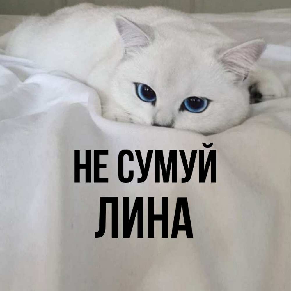 Открытка на каждый день з підписом, Лина Не сумуй Голубоглазая кошка Прикольна листівка з побажанням онлайн скачати безкоштовно 