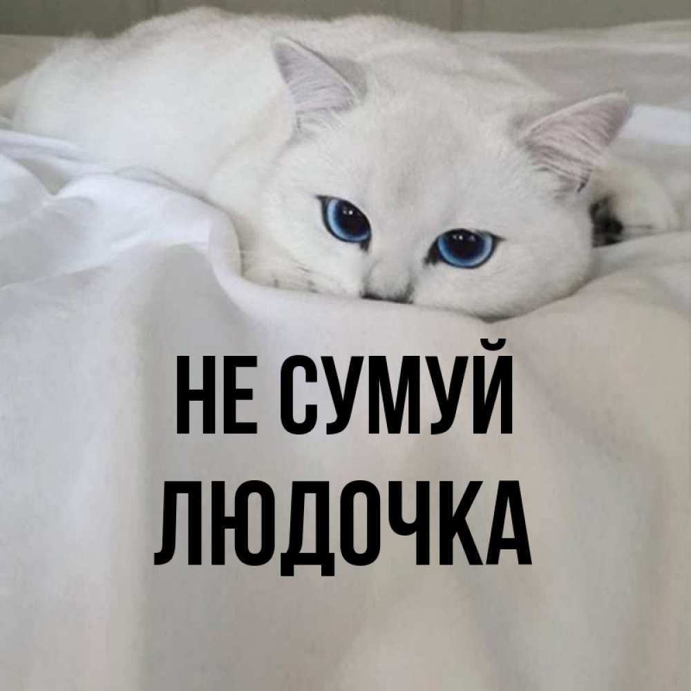 Открытка на каждый день з підписом, Людочка Не сумуй Голубоглазая кошка Прикольна листівка з побажанням онлайн скачати безкоштовно 