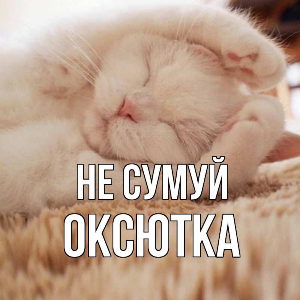 Открытка на каждый день з підписом, Оксютка Не сумуй белый кот Прикольна листівка з побажанням онлайн скачати безкоштовно 