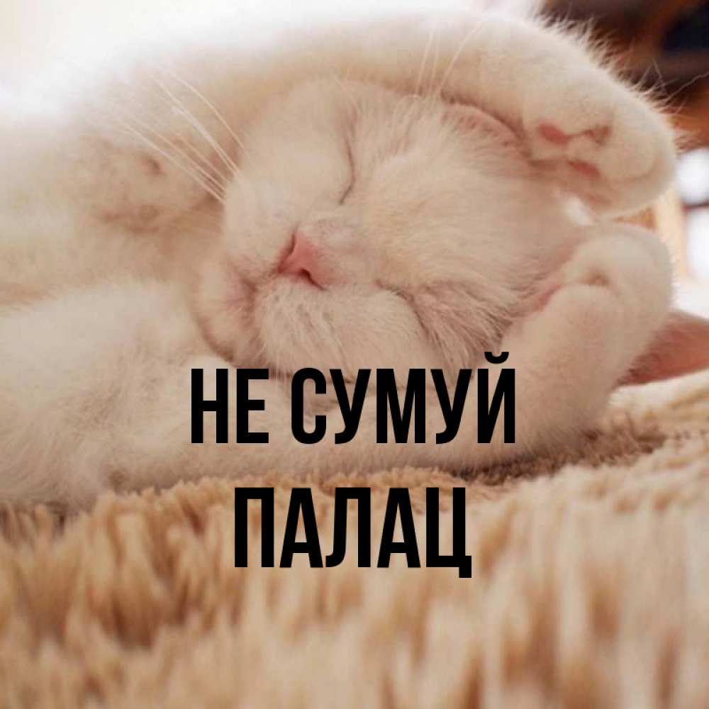 Открытка на каждый день з підписом, Палац Не сумуй Котенок спит Прикольна листівка з побажанням онлайн скачати безкоштовно 