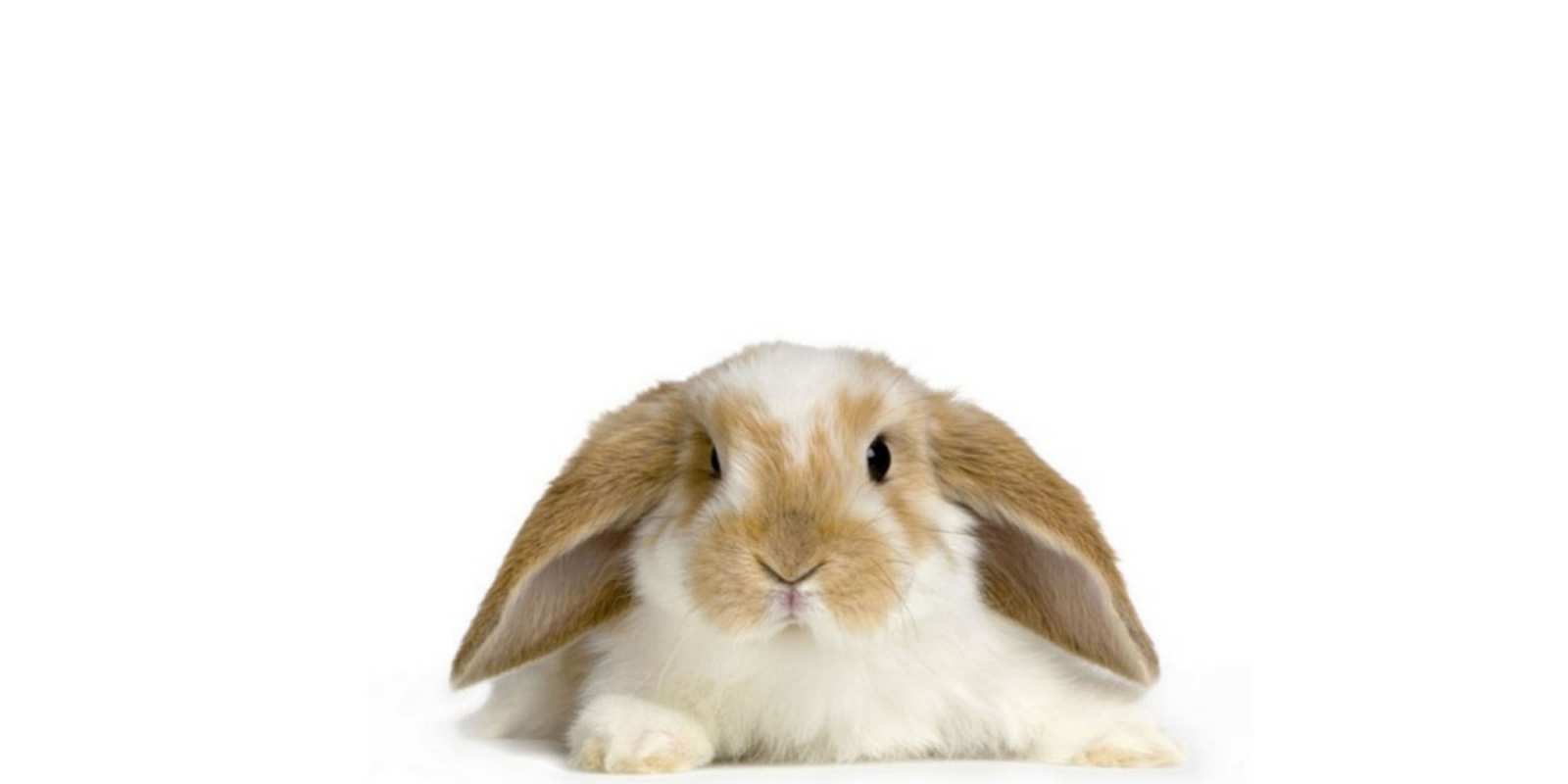 Открытка вислоухий кролик желает не болеть вислоухий кролик белого и коричневого цвета Одужуй 