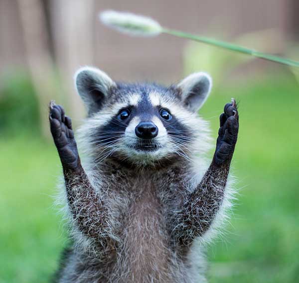 Открытка приветик от енота  животные  Вітання 