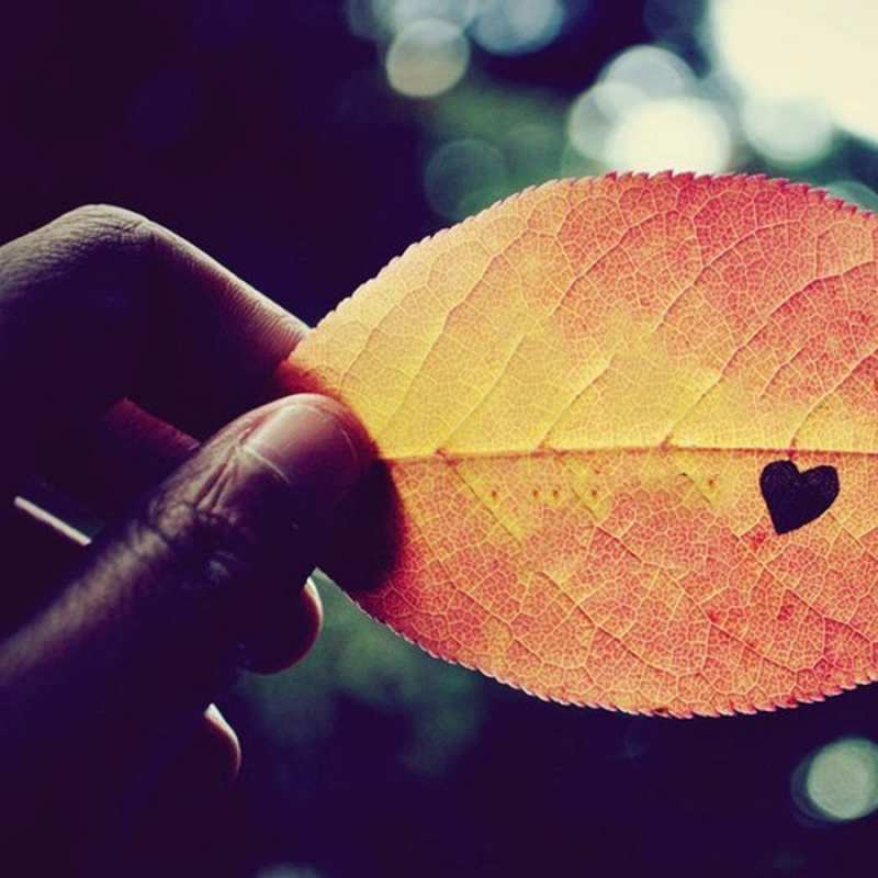 Открытка листик с сердцем  держу лист  Я тебе кохаю 