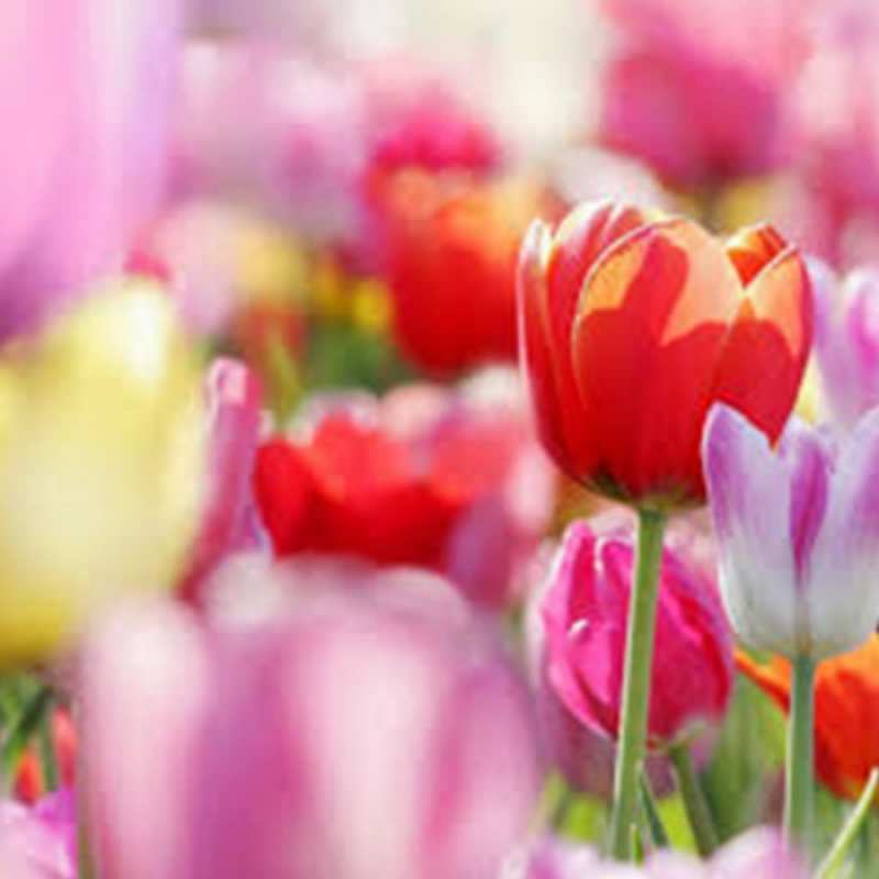 Открытка с тюльпанами 2 праздник весны наурыз 67 С наурызом 