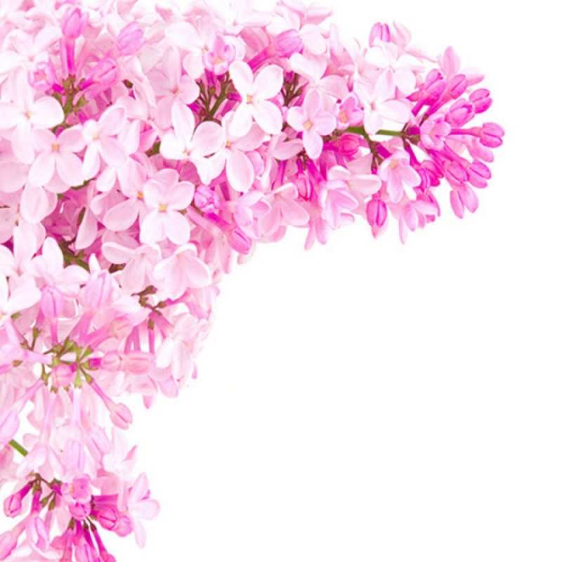 Открытка Поздравительная открытка на день рождения с сиренью и подписью Сирень на белом фоне З Днем народження 