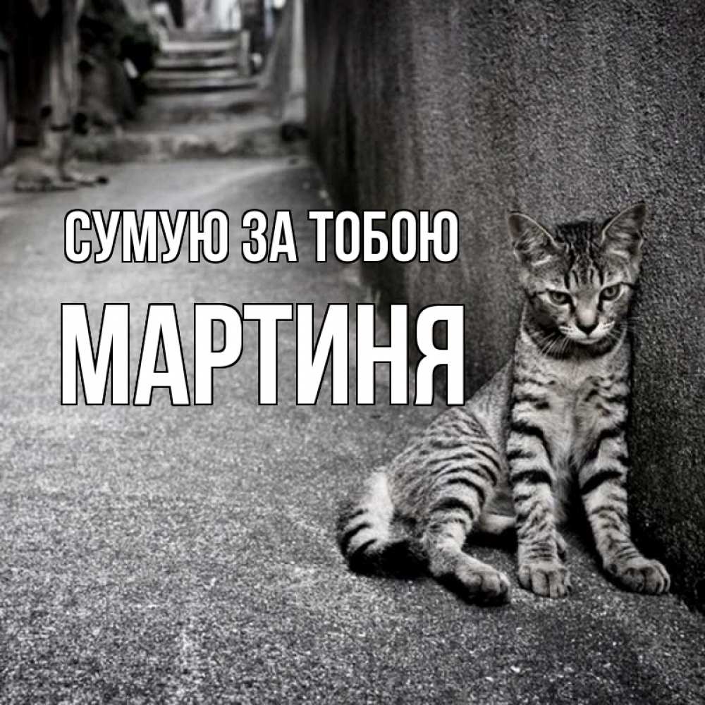 Открытка на каждый день з підписом, Мартиня Сумую за тобою одиноко котику Прикольна листівка з побажанням онлайн скачати безкоштовно 