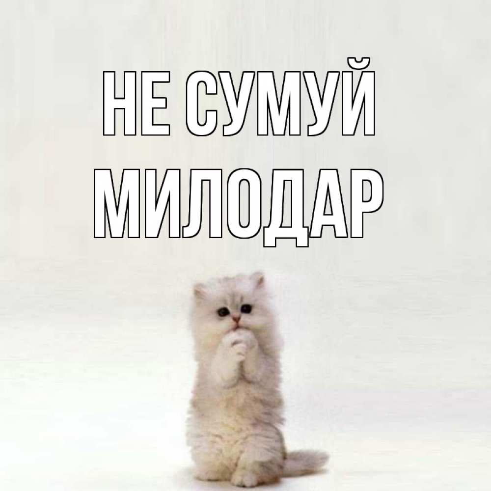 Открытка на каждый день з підписом, Милодар Не сумуй грустный кот Прикольна листівка з побажанням онлайн скачати безкоштовно 