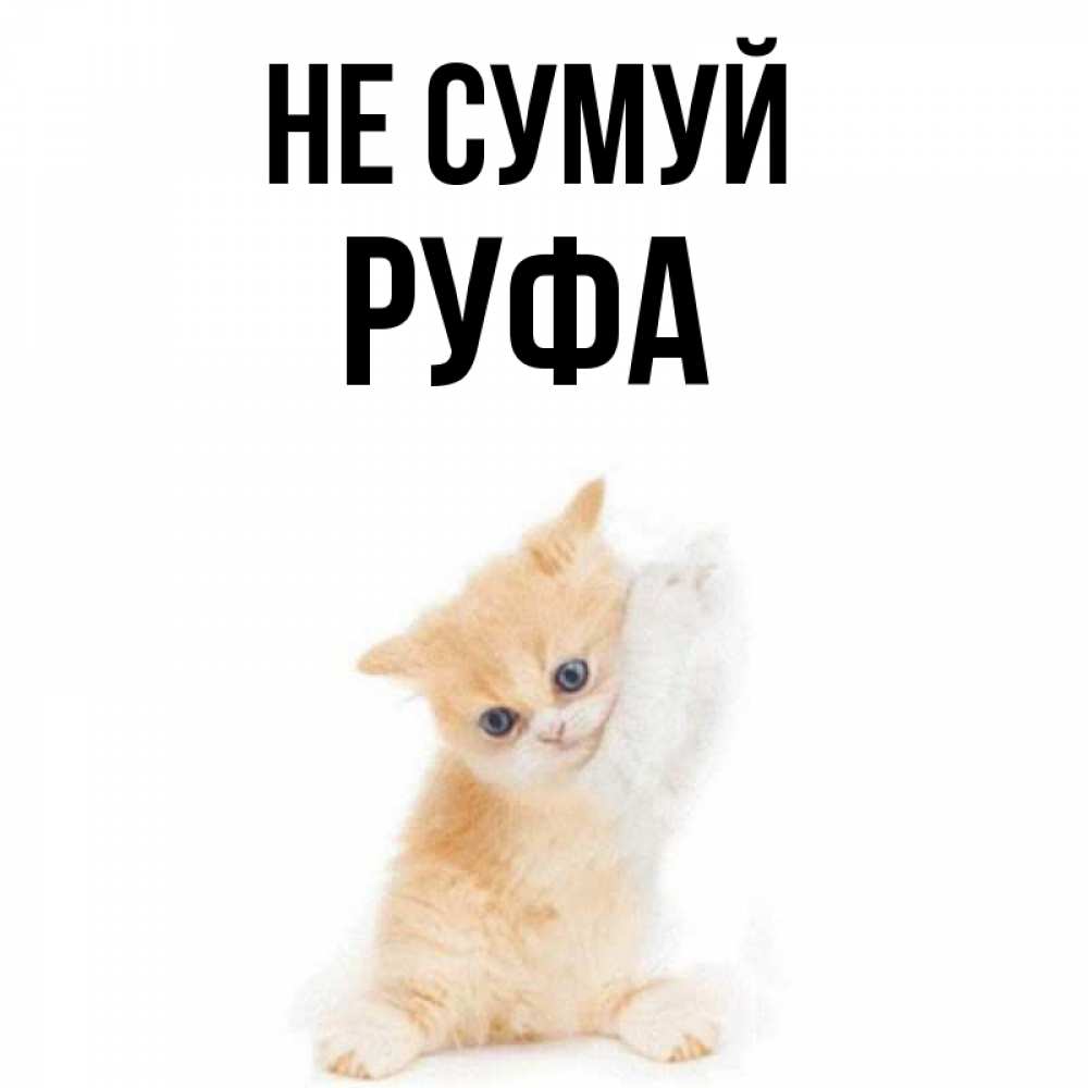 Открытка на каждый день з підписом, Руфа Не сумуй просящий кот Прикольна листівка з побажанням онлайн скачати безкоштовно 