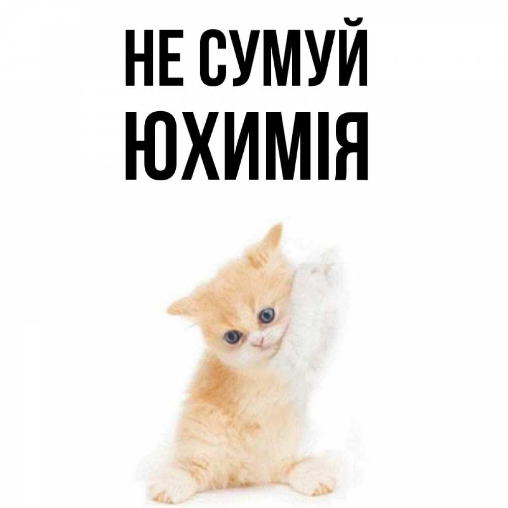Открытка на каждый день з підписом, Юхимія Не сумуй просящий кот Прикольна листівка з побажанням онлайн скачати безкоштовно 