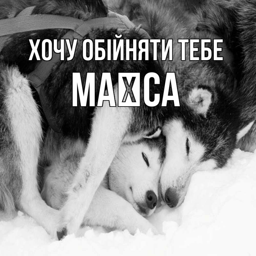 Открытка на каждый день з підписом, Маїса Хочу обійняти тебе собачки в упряжке Прикольна листівка з побажанням онлайн скачати безкоштовно 