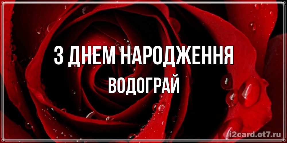 Открытка на каждый день з підписом, Водограй З Днем народження крупная бордовая роза Прикольна листівка з побажанням онлайн скачати безкоштовно 