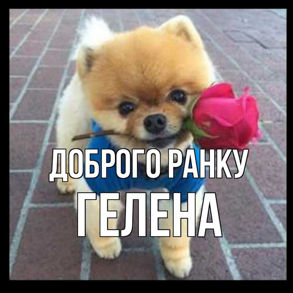 Открытка на каждый день з підписом, Гелена Доброго ранку роза в зубах Прикольна листівка з побажанням онлайн скачати безкоштовно 