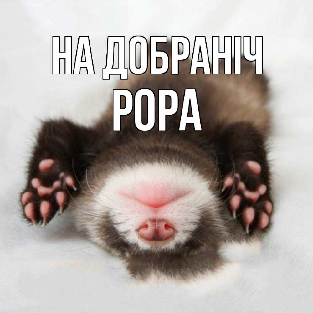 Открытка на каждый день з підписом, Рора На добраніч зверек Прикольна листівка з побажанням онлайн скачати безкоштовно 