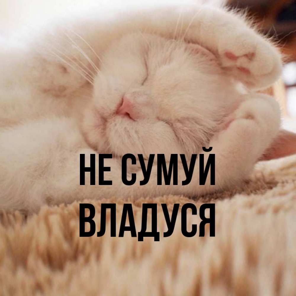 Открытка на каждый день з підписом, Владуся Не сумуй Котенок спит Прикольна листівка з побажанням онлайн скачати безкоштовно 