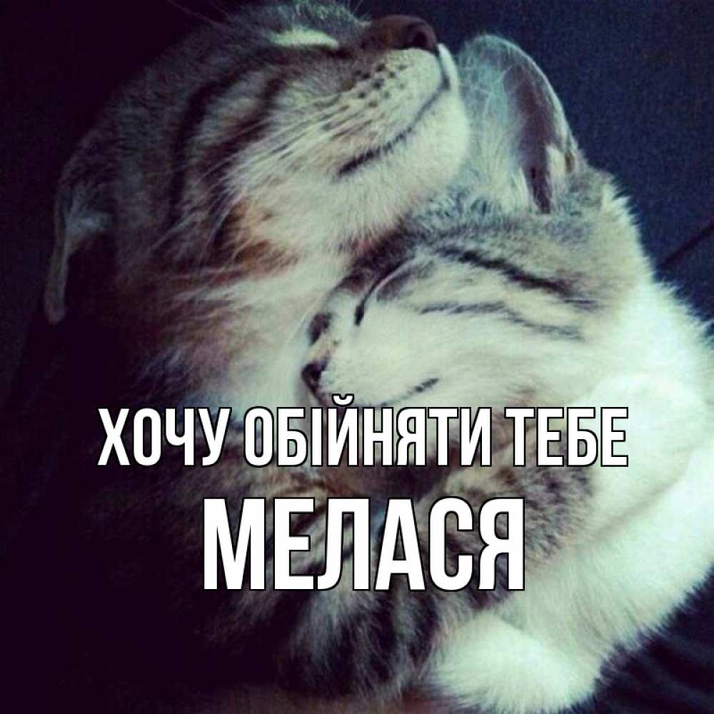 Открытка на каждый день з підписом, Мелася Хочу обійняти тебе полосатики Прикольна листівка з побажанням онлайн скачати безкоштовно 