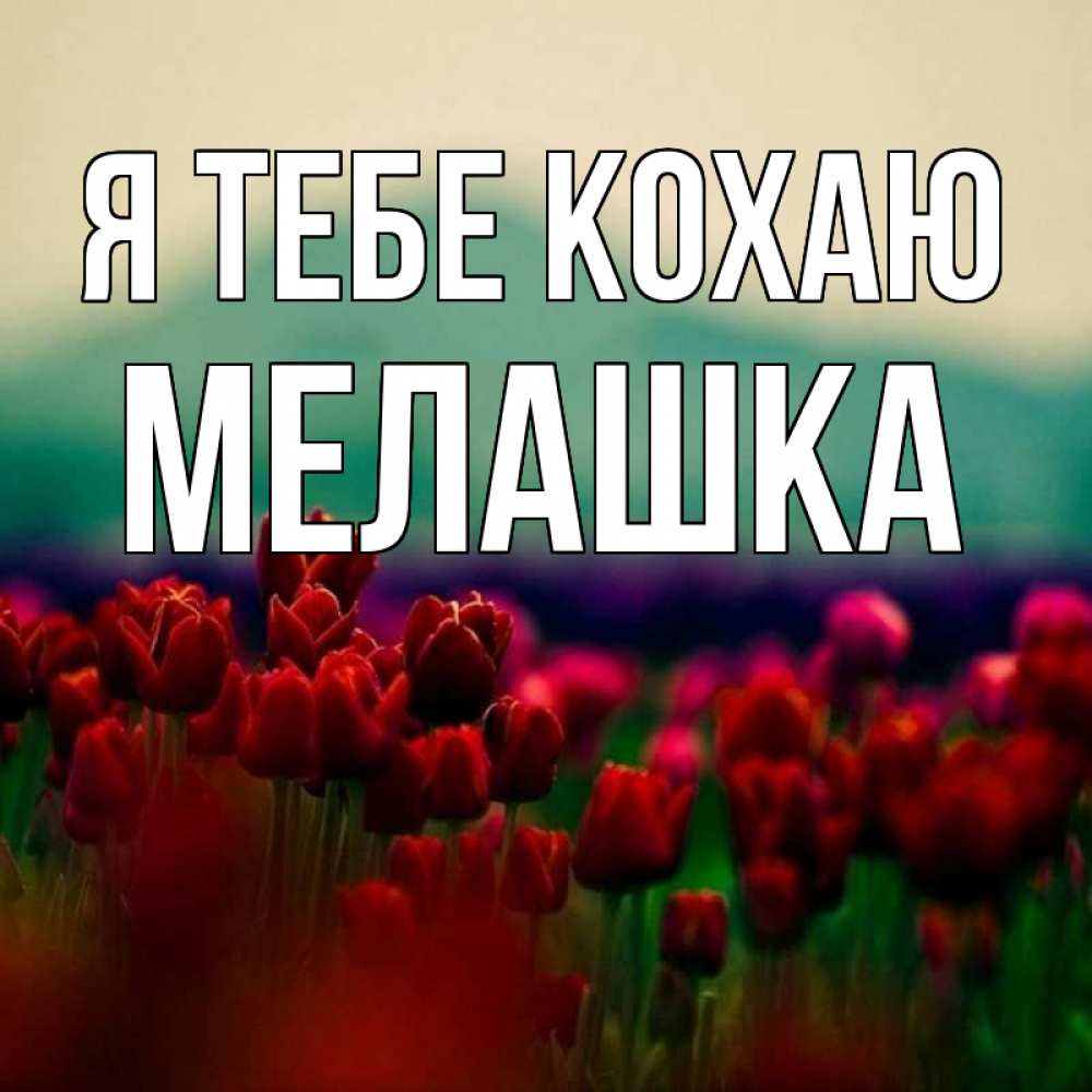 Открытка на каждый день з підписом, Мелашка Я тебе кохаю тюльпаны 4 Прикольна листівка з побажанням онлайн скачати безкоштовно 