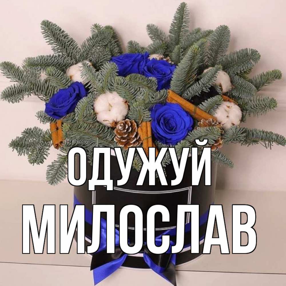 Открытка на каждый день з підписом, Милослав Одужуй короче кто то загрузил эти шишки Прикольна листівка з побажанням онлайн скачати безкоштовно 
