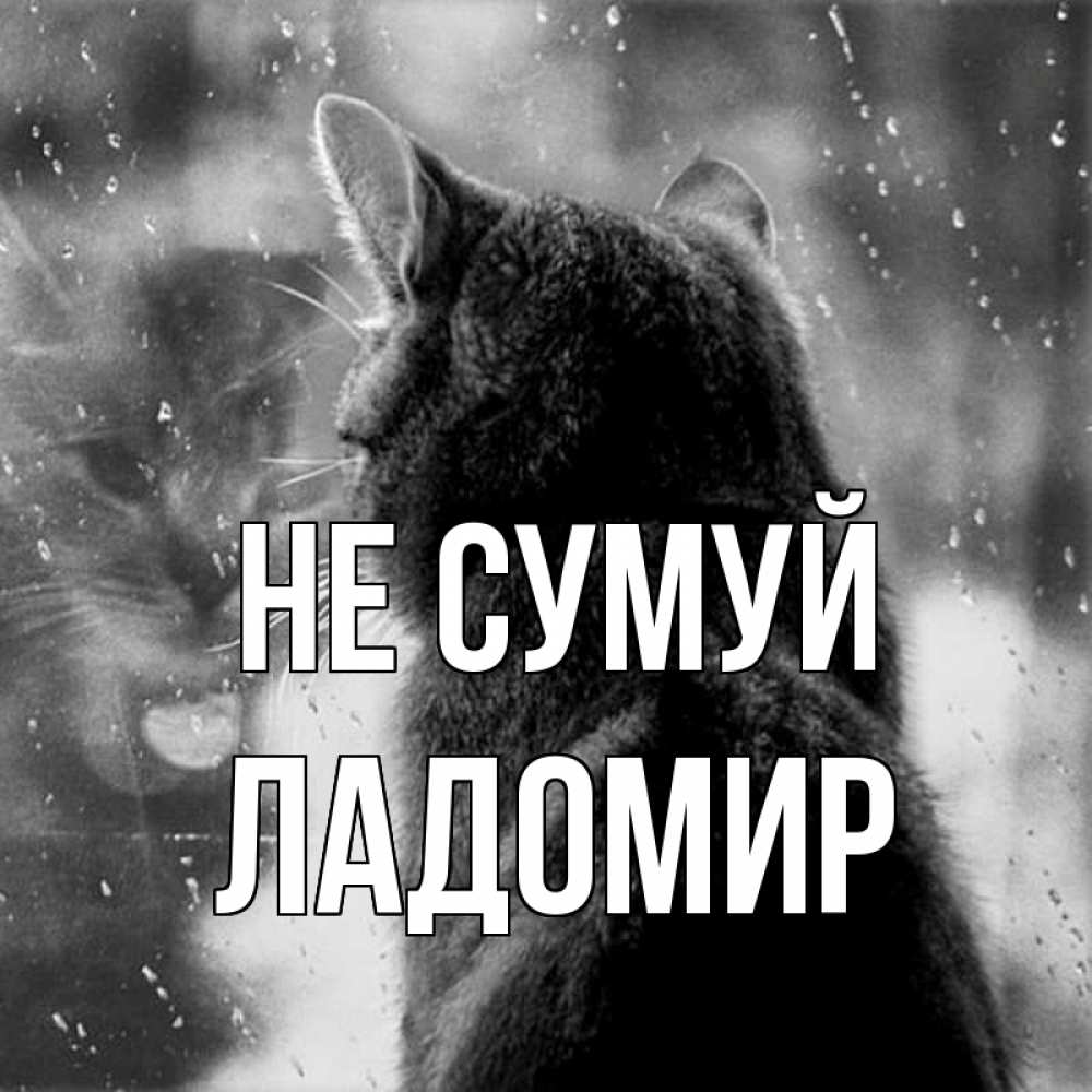 Открытка на каждый день з підписом, Ладомир Не сумуй отражение кота 1 Прикольна листівка з побажанням онлайн скачати безкоштовно 
