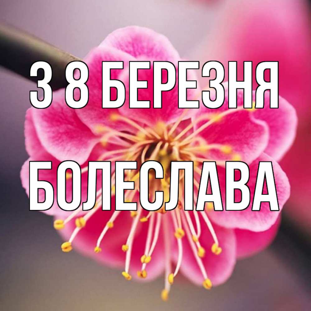 Открытка на каждый день з підписом, Болеслава З 8 БЕРЕЗНЯ цветы Прикольна листівка з побажанням онлайн скачати безкоштовно 