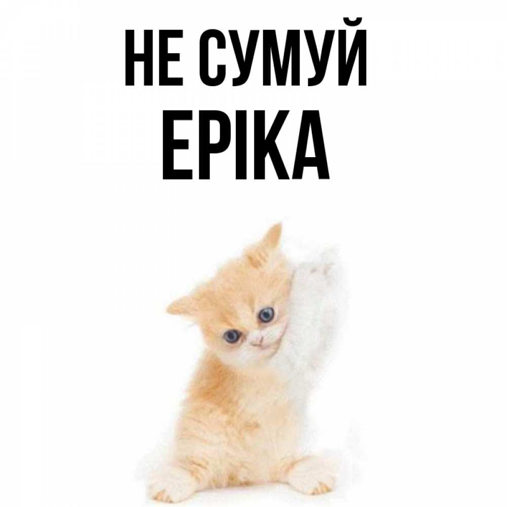 Открытка на каждый день з підписом, Еріка Не сумуй просящий кот Прикольна листівка з побажанням онлайн скачати безкоштовно 