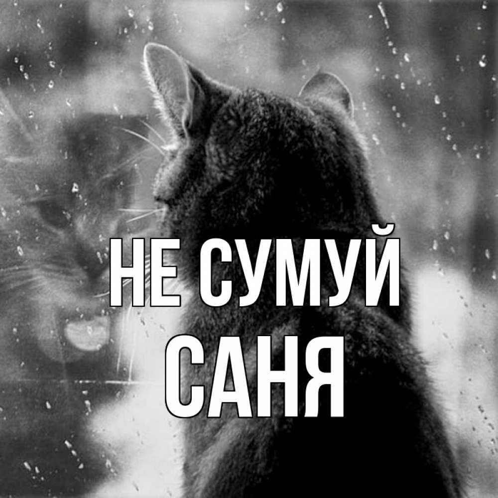 Открытка на каждый день з підписом, Саня Не сумуй отражение кота 1 Прикольна листівка з побажанням онлайн скачати безкоштовно 